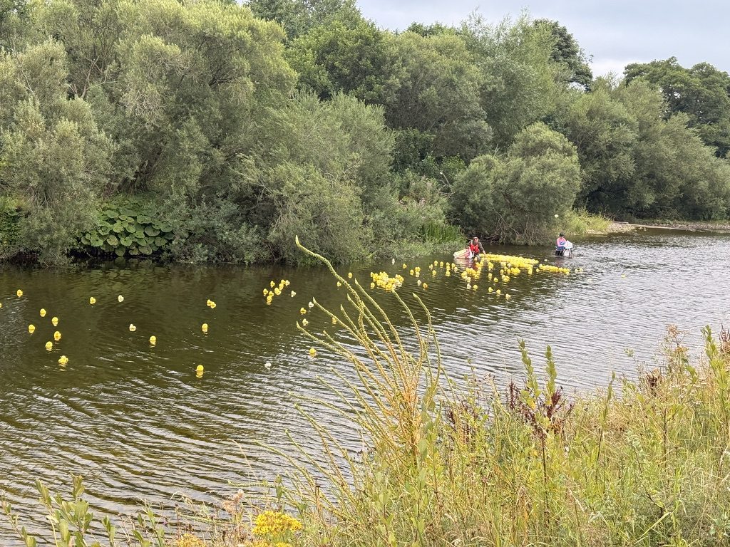 Hundreds of yellow ducks racing on the River Eden