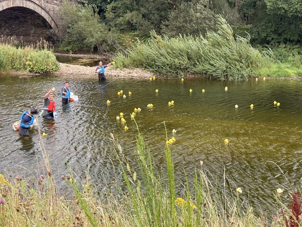 Duck Race on the River Eden